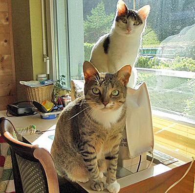 Image / illustration